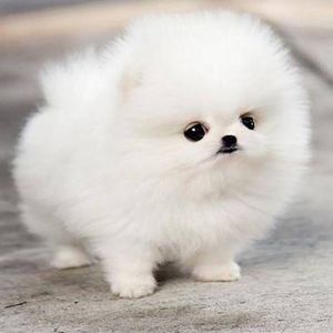 Meet your Posher, Desiree